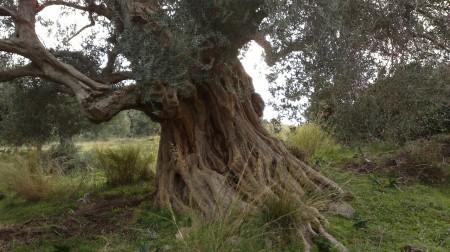 αιωνόβια ελιά θέση ''λάκιζα''
