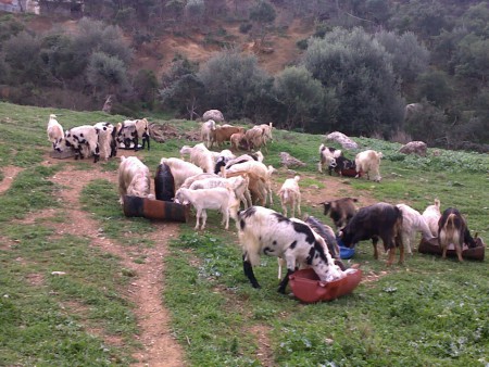θέση ''μάστενα''